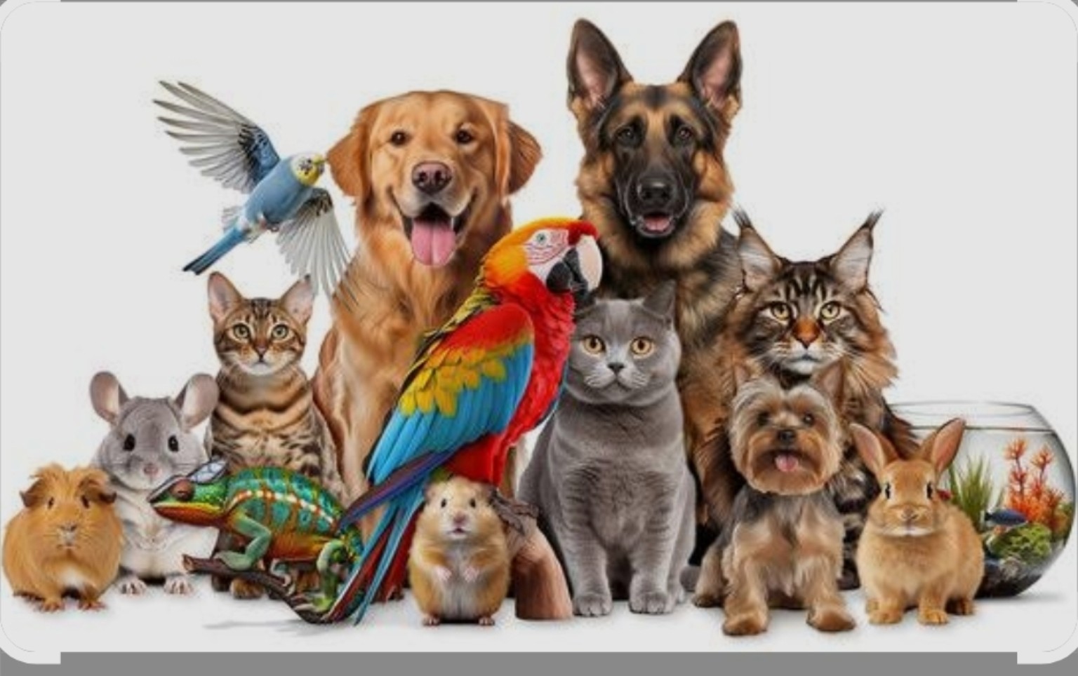 A friendly group of household pets, including dogs, cats, birds, rabbits, small animals and fish